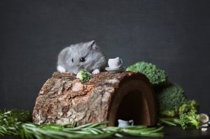11 Fun DIY Toys for Your Hamster