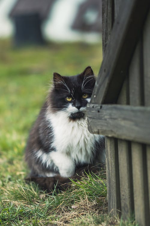 A Guide to Grooming Your Long-Haired Cat