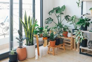 Care Indoor Plants