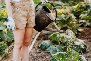 How to Plant a Vegetable Garden