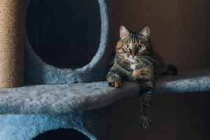 Kitten Cat Pet House at Home