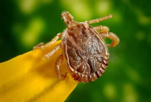 Safely Remove a Tick
